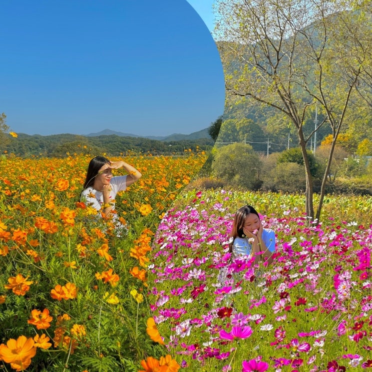  양평 물의정원 황화코스모스 주차 서울 근교 가을 꽃구경 명소
