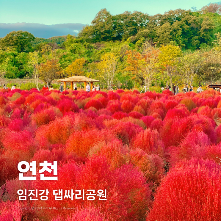  연천 임진강 댑싸리공원 개화상황, 애견동반과 주차장 정보