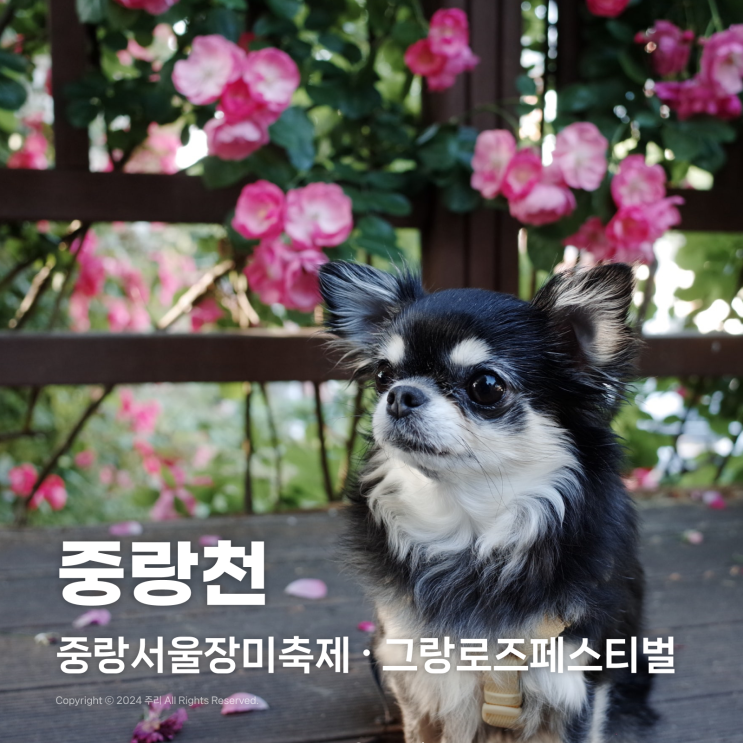  중랑서울장미축제 첫날 다녀온 리뷰, 중랑천 기본정보 먹거리 주차장 위치