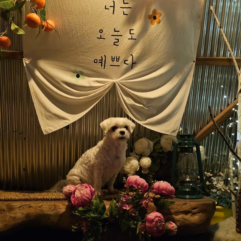 사진 5