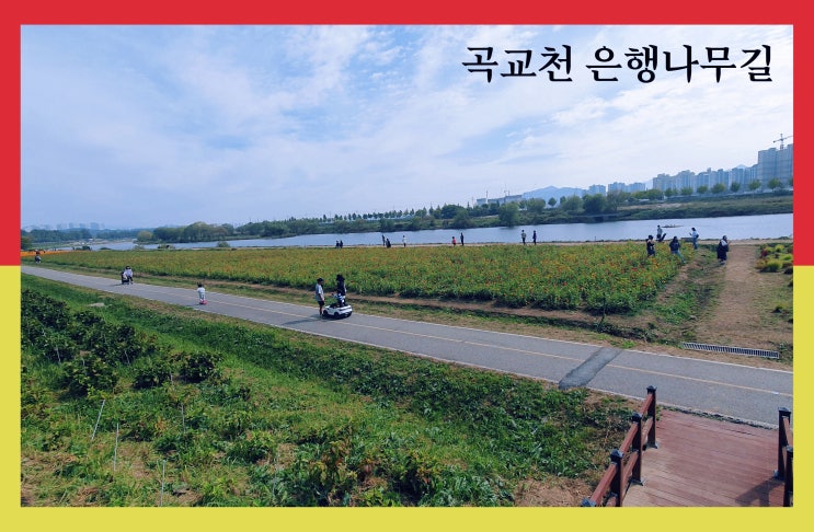  곡교천 은행나무길 주말 여행 다녀왔지요~