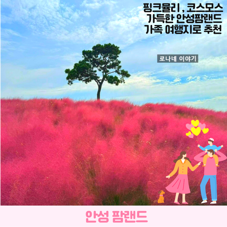  경기도 안성팜랜드 가을 꽃구경, 핑크뮬리 코스모스 아기와 함께 즐기기