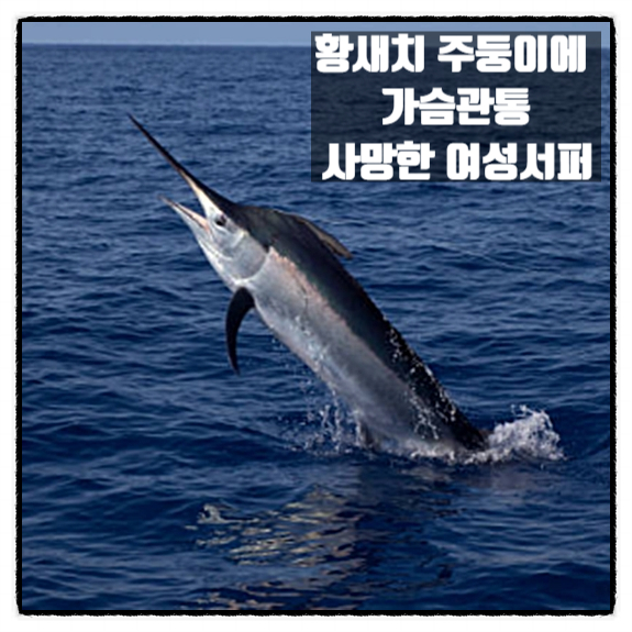 황새치 주둥이에 가슴 관통 사망 여성서퍼 황새치 주둥이에 가슴 관통 사망 여성서퍼