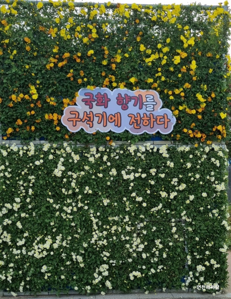  연천국화축제 리뷰 대중교통 가는방법