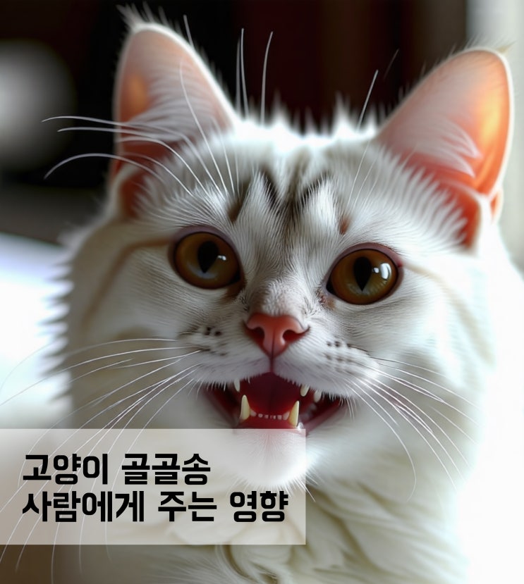  고양이 골골송 소리가 사람에게 미치는 영향