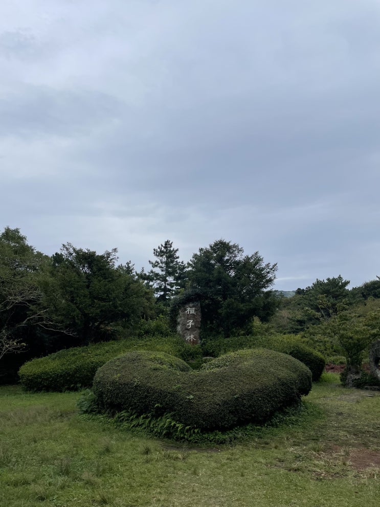  제주도 구좌읍 비자림 다녀온 후기