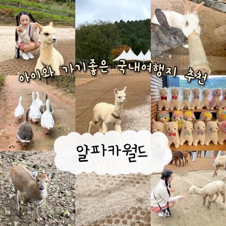  내돈내산 | 서울근교 이색데이트 & 아이들이랑 가기좋은 국내여행지추천 홍천가볼만한곳 국내최초 알파카테마파크 “알파카월드”