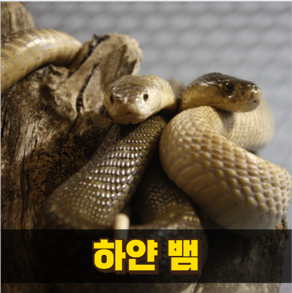 꿈에 뱀이 나왔다면? 뱀꿈해몽 5가지 상황별로 알아봐요!