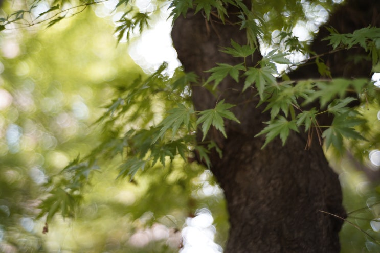  carlzeiss sonnar 50mm 2f Test_정동길 걸으며