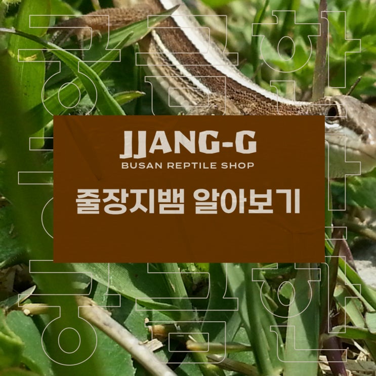 한국 토종 파충류 줄장지뱀 알아보기