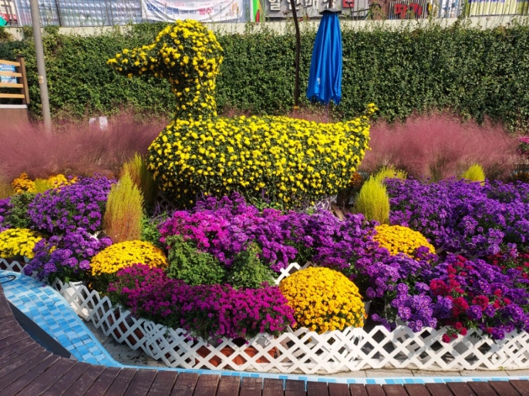 <b>별빛내린천 국화정원</b>