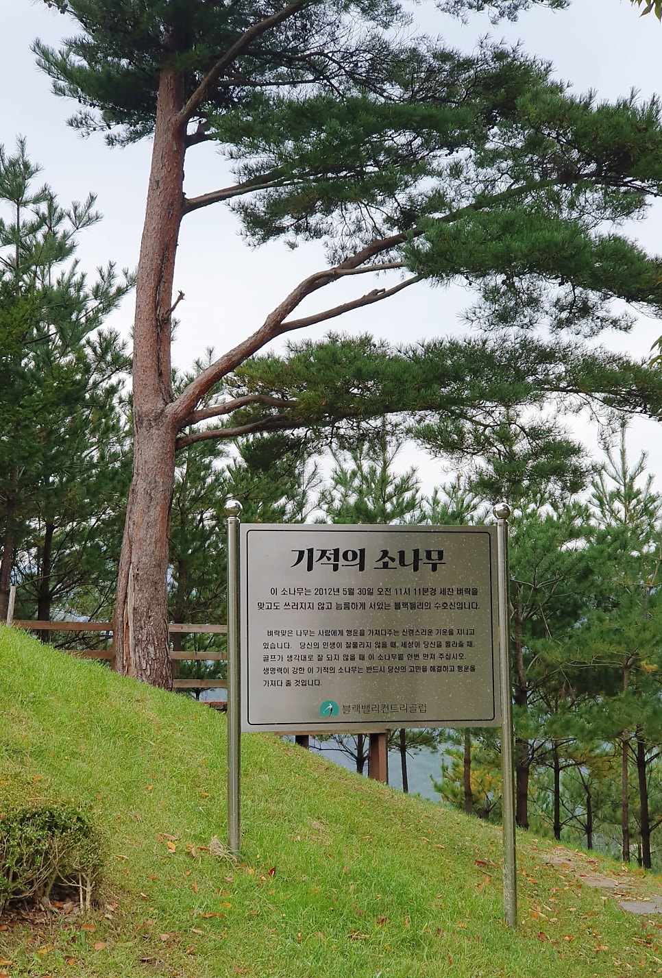 부뚜막꽁보리 사진 3