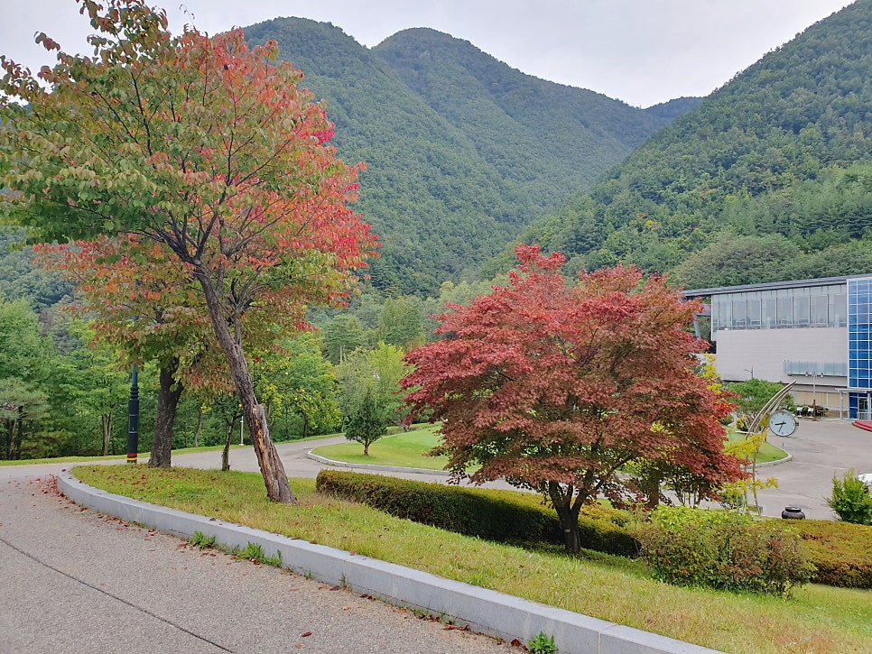 부뚜막꽁보리 사진 4