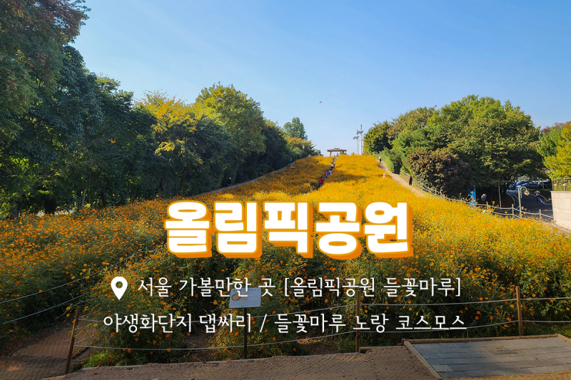 가을나들이 서울 올림픽공원 들꽃마루 노랑코스모스 야생화단지 댑싸리