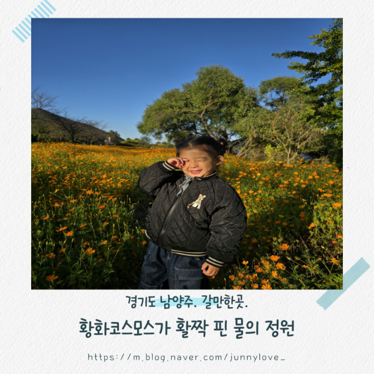  [경기도 남양주] 쪼쪼와 황화코스모스 명소 남양주 물의 정원