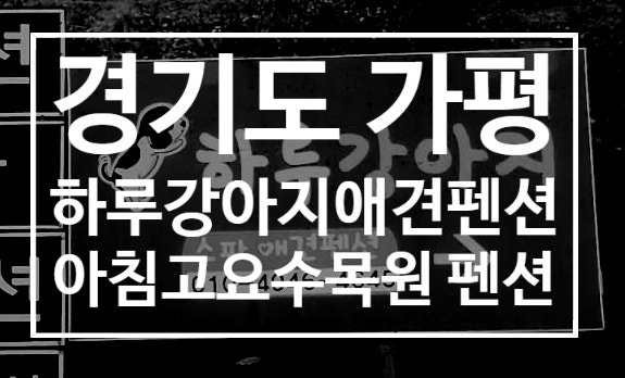  가평애견동반펜션 하루강아지애견펜션 오프리쉬 강아지 운동장 말티1 후기