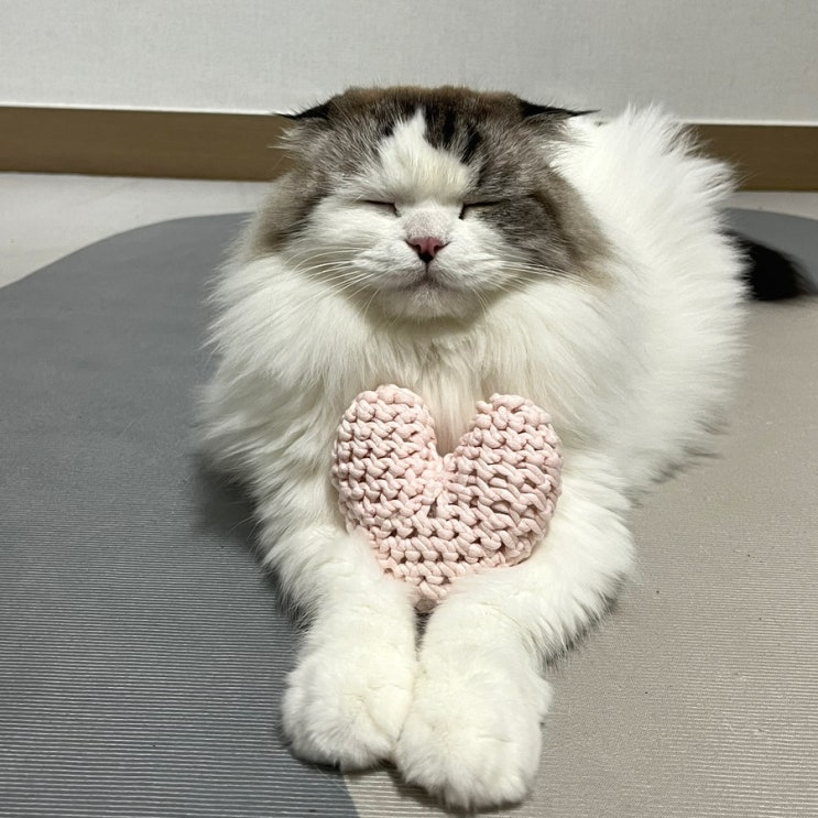 [일상] 춘식이 사라진 땅콩 아니고 하트입니다만,