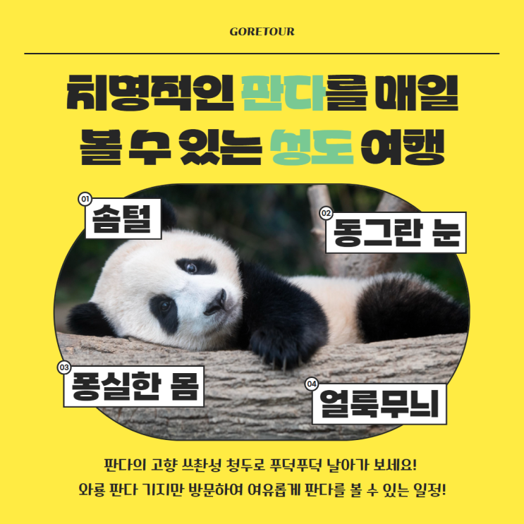  성도(청두) 여행ㅣ매일매일 와룡판다기지 판다 마음껏 만나기