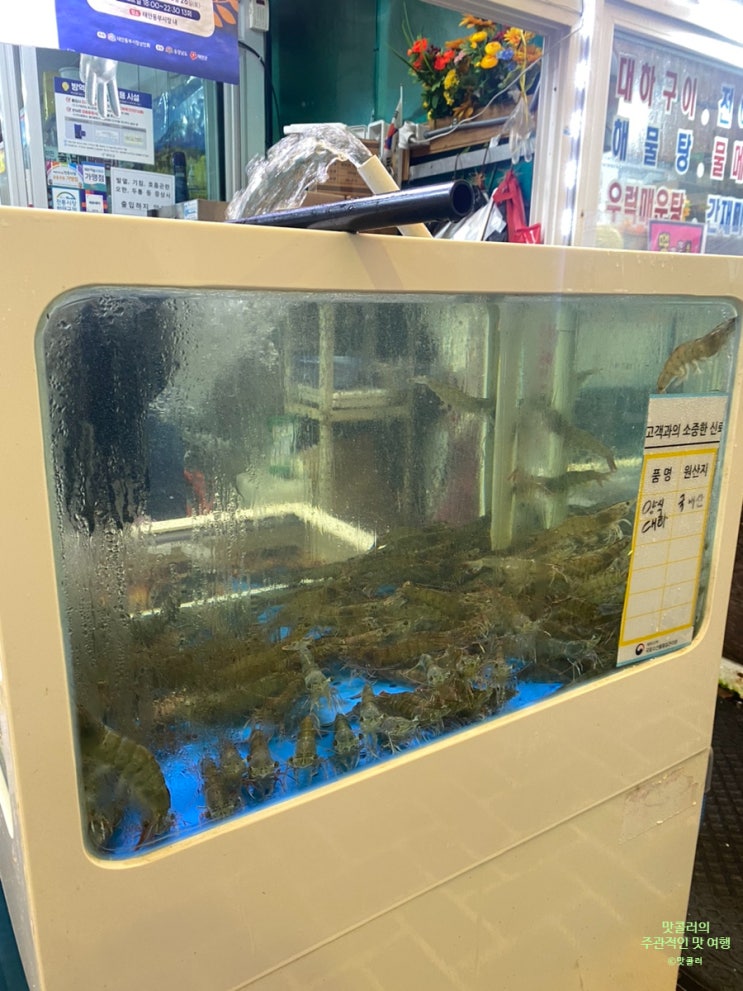  태안동부시장 대하 활어회 반도물산