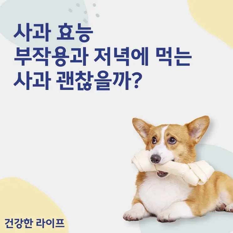  사과 효능, 부작용과 저녁에 먹는 사과 괜찮을까?