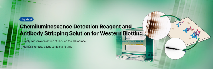  Western Blotting을 위한 발광 검출 시약과 항체 스트리핑 용액