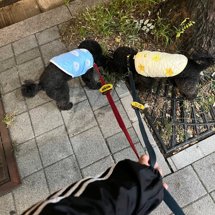  강아지 겨울 산책 온도, 옷은 언제부터 입혀야 할까?