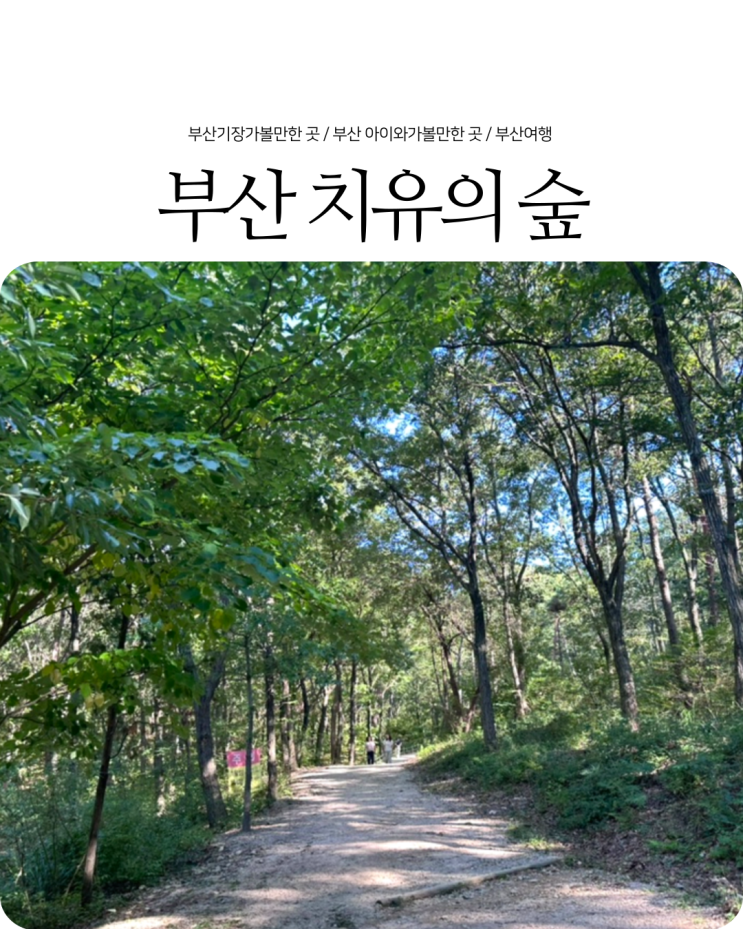  부산 기장 가볼만한 곳 아홉산 근처 가을산책로 부산 치유의숲