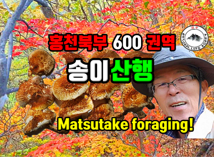 홍천북부 600권역 송이산행