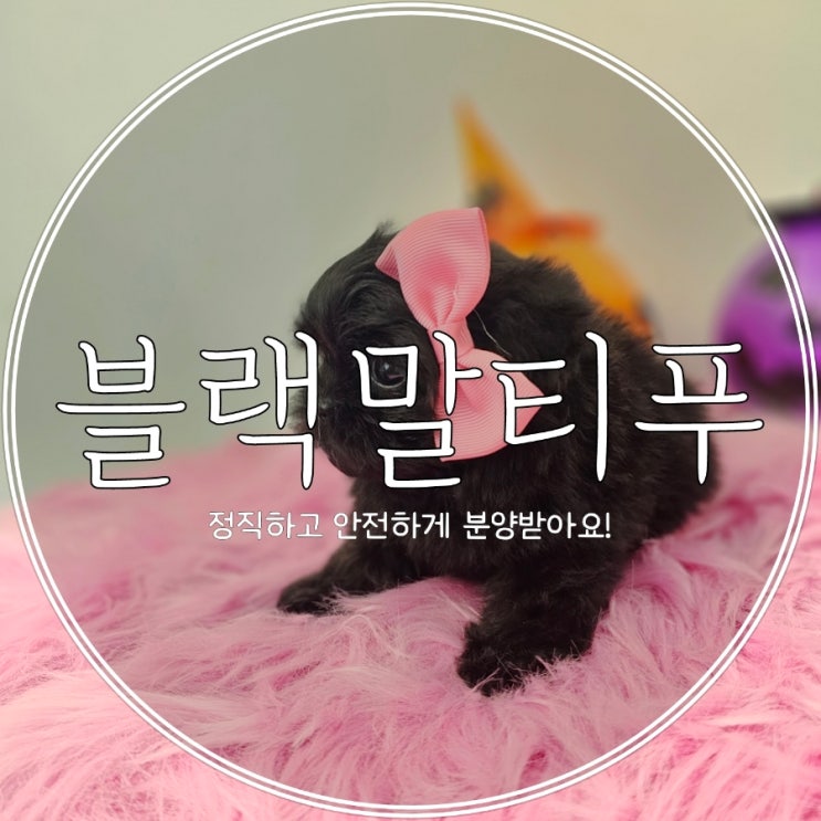  구로구강아지분양 토이푸들분양 정직하고 믿을 수 있는 곳에서