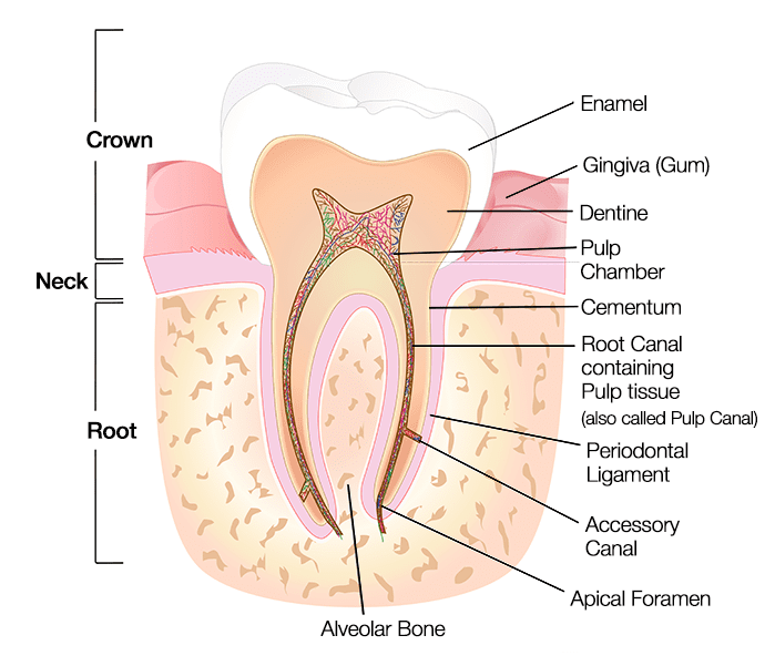  치아의 구조에 대해 자세히 알 수 있는 영문 웹사이트들 (Dental Tooth Anatomy)