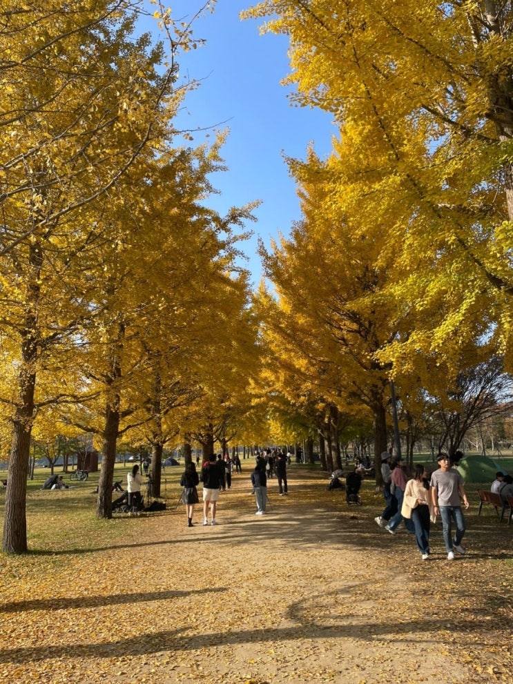  [강천섬유원지]여주 가을나들이 추천 은행나무 명소