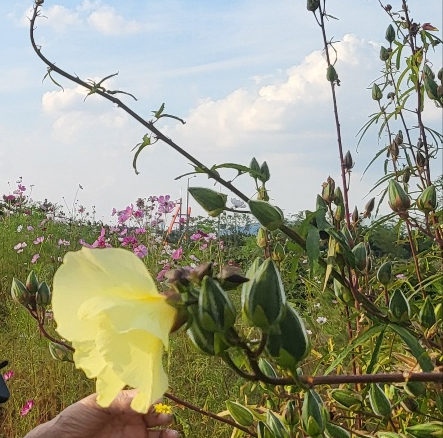  금화규의 특징, 효능, 섭취 시 주의사항 알아보기(꽃 차와 잎차)