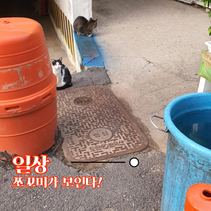 길아이들도 털 부숭~ 겨울 준비하는구나~