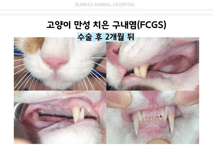  광주 고양이 치과 -4살 고양이의 만성 구내염으로 인한 전발치 수술 후 후기 [광주 치과 동물병원, 금호동 동물병원, 고양이 전발치, 고양이 발치, 고양이 구내염]