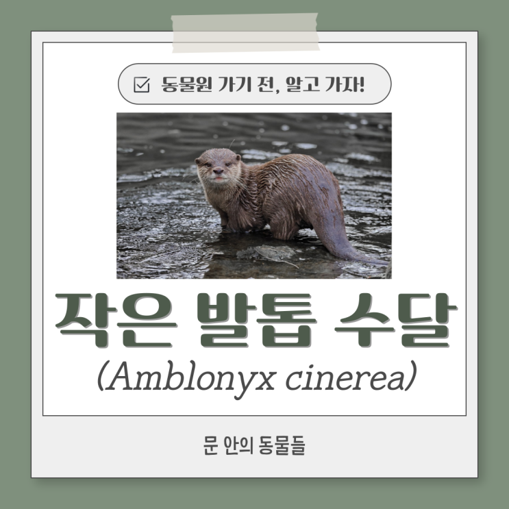  [동물원 가기 전, 알고 가자!] 작은 발톱 수달 (Amblonyx cinerea) 복지 평가 가이드