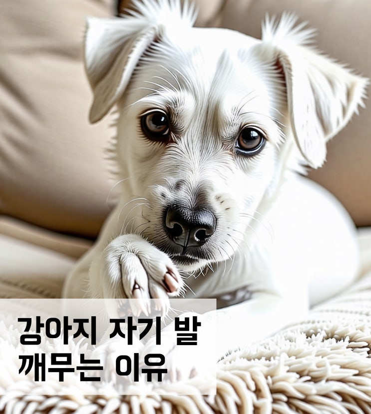 강아지 자기 발 깨무는 이유와 해결책
