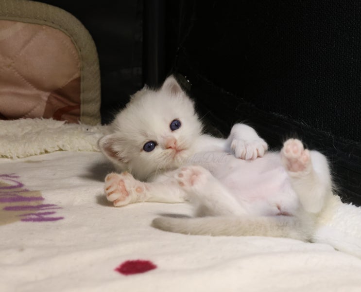  아기 고양이 이빨 나는 시기, 랙돌 키우기 생후 4주차