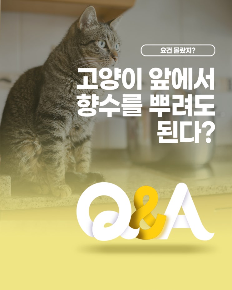  [더케어 Q&A] 고양이 앞에서 향수를 뿌려도 된다?