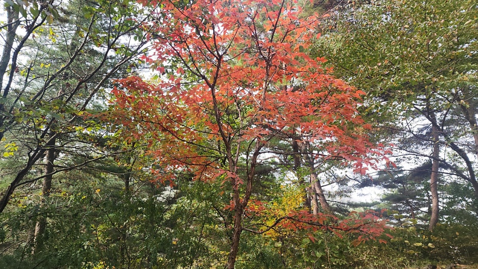 매지임도 사진 6