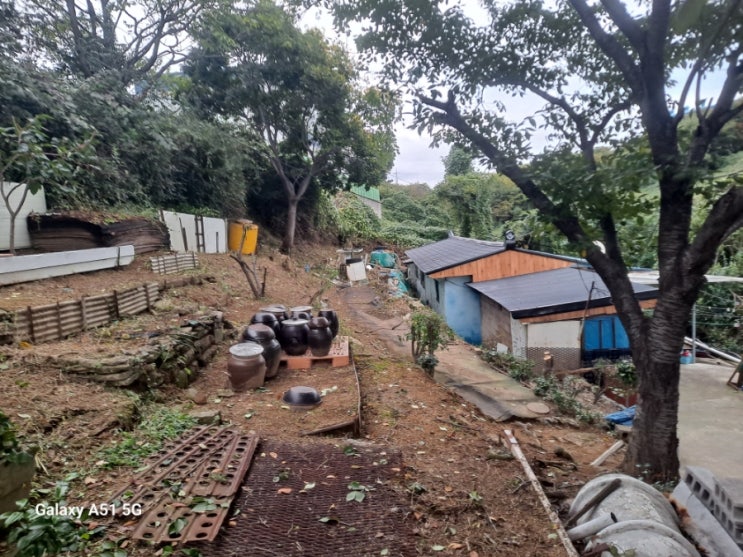  울산 남구 장생포고래로 단독주택 주변 예초,전지 및 지장목 제거("울산예초벌목대행")