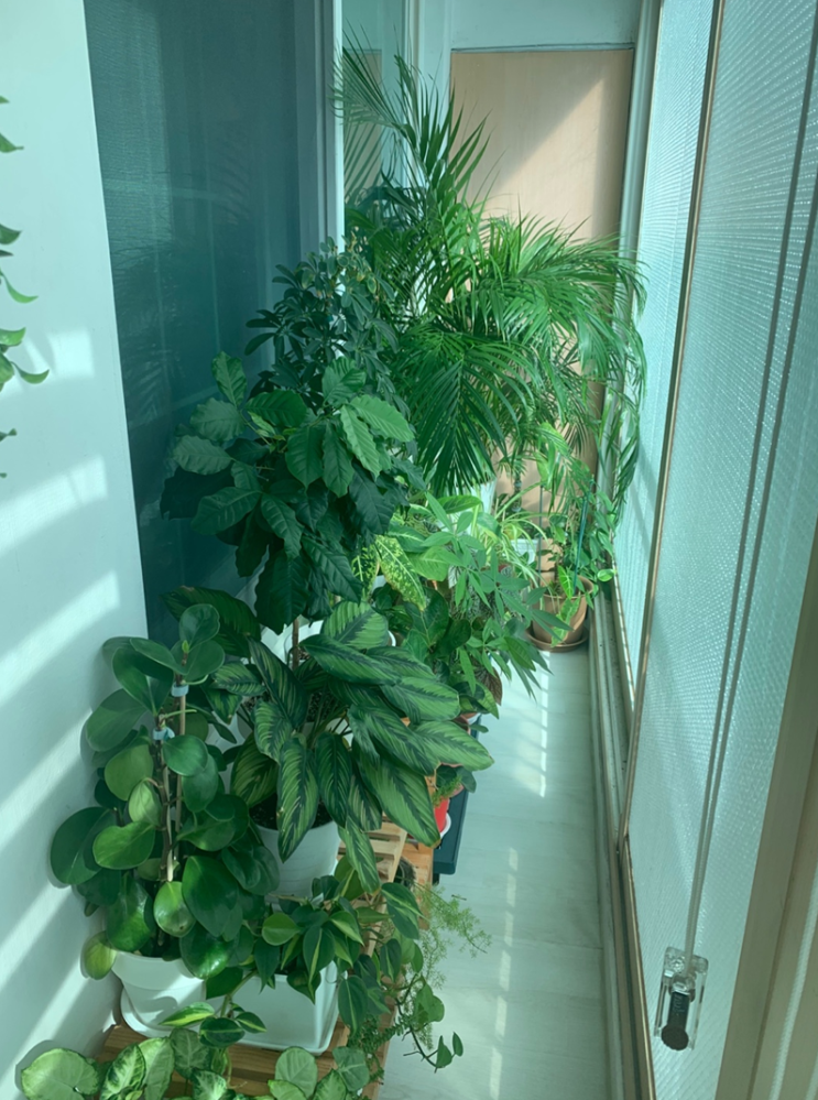  잡블의 시작 식물 키우기 장점과 단점 알아보기