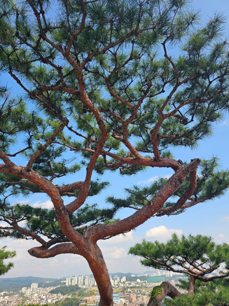  조선의 얼리어답터 정조가 만든 수원 화성