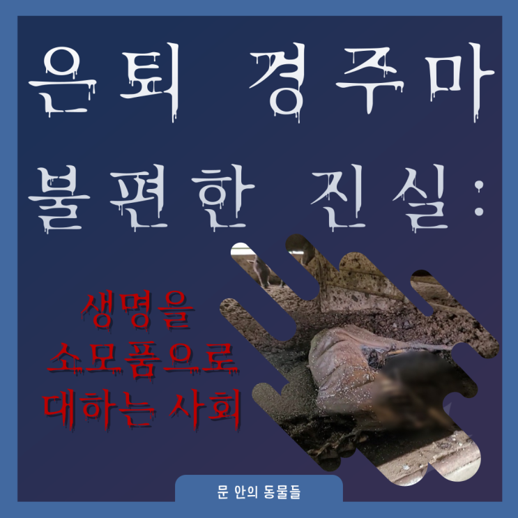  은퇴 경주마의 불편한 진실: 생명을 소모품으로 대하는 사회 (※잔인한 사진이 포함되어 있으니 주의하여 주시기 바랍니다.)