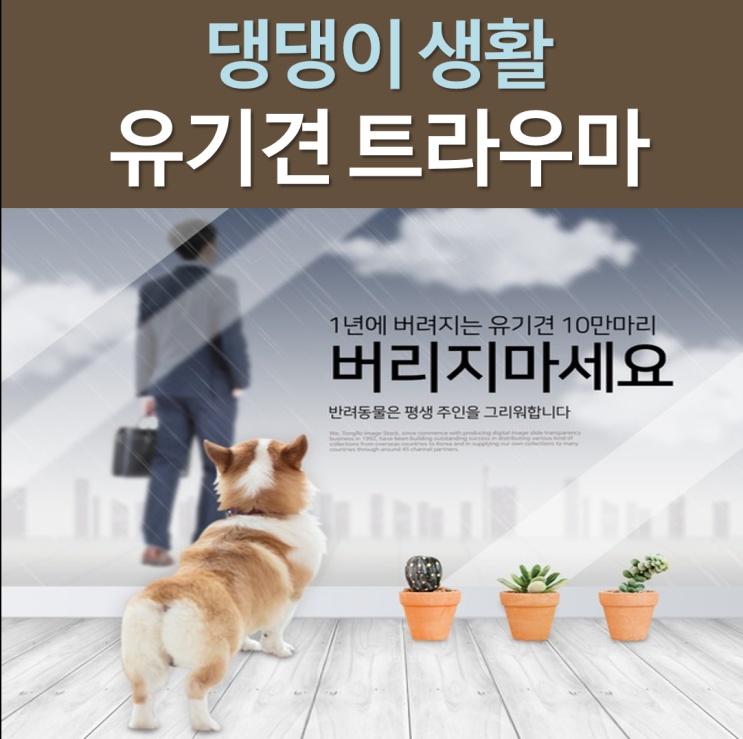  유기견 트라우마의 이해: 원인과 치유 방법