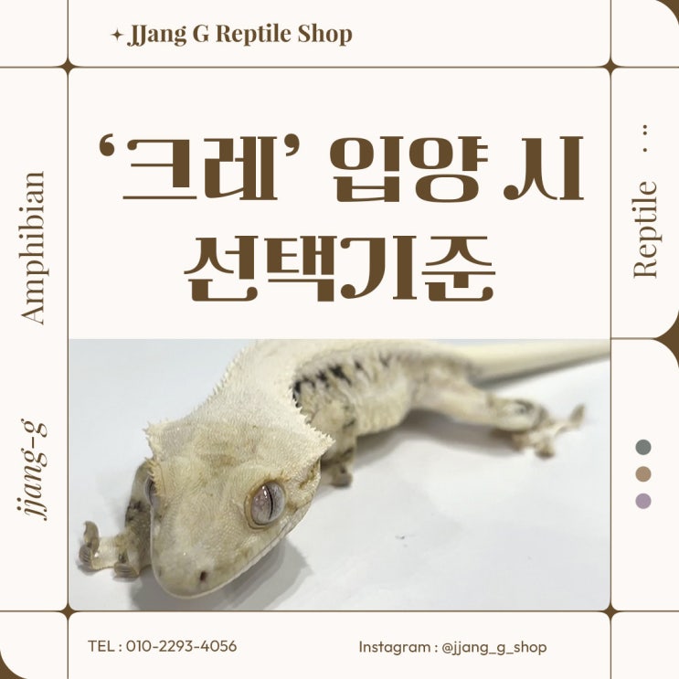 크레스티드 게코 처음 분양 시 알아야 할 사항