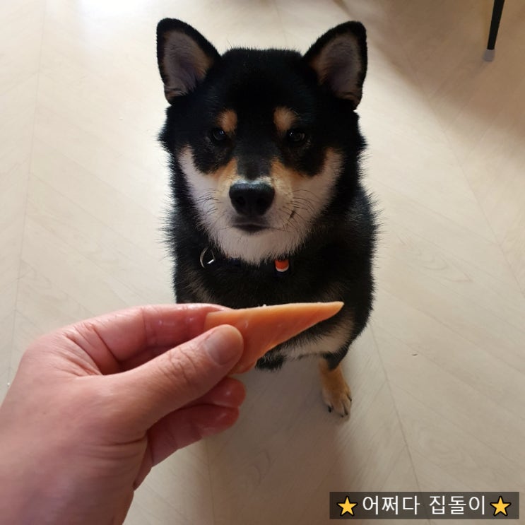  두살 시바견간식으로 추천하는 인싸도그 통닭가슴살