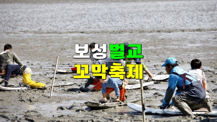  전라도 보성 가볼만한곳 11월축제 · 2024 벌교꼬막축제 기본정보 · 초대가수 라인업 불꽃축제