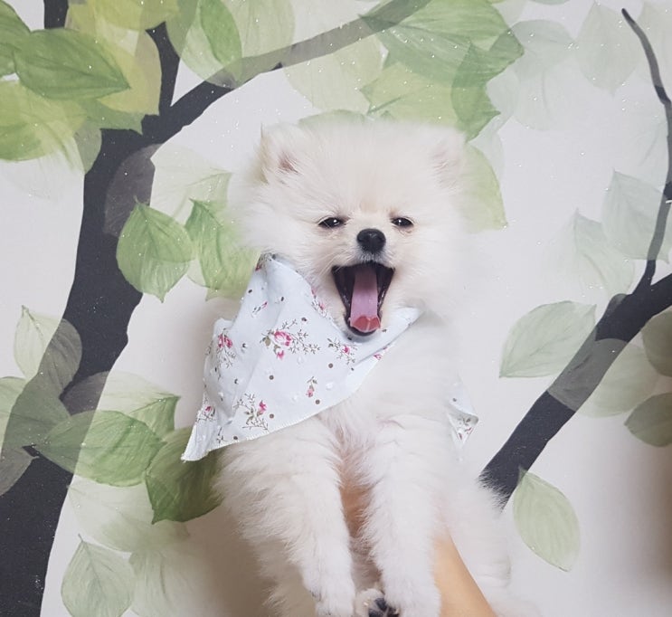  강아지가 왜 "켁켁" 거위소리를 내지?