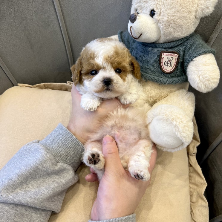  tiny mini 울산애견샵 차별화된 서비스를 알아보자