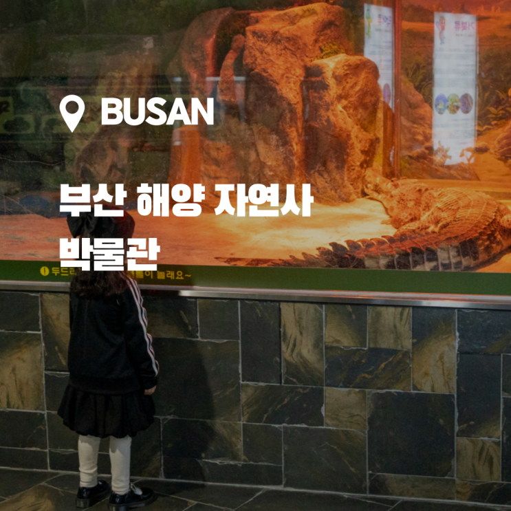  무료로 살아있는 악어 구경이 가능한 부산 실내 아이랑 가볼만한곳 부산 해양자연사박물관